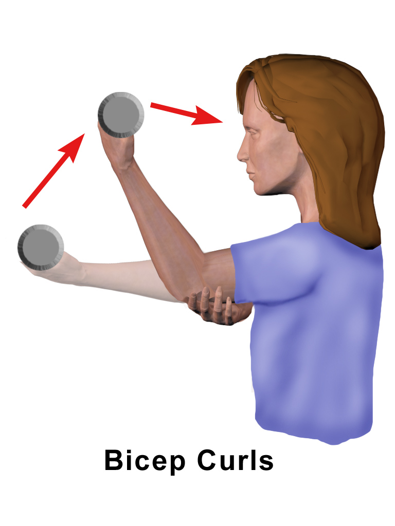 Biceps curl, dirsek eklemini çevreleyen kasları güçlendirir.