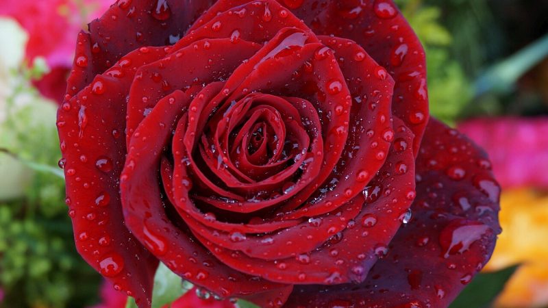 Gül Nasıl Dikilir? Çeşitleri ve Dikim Rehberi