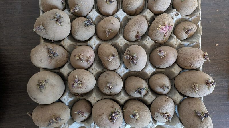 Patates Nasıl Dikilir? Gözünden Hasada Kadar Tam Rehber