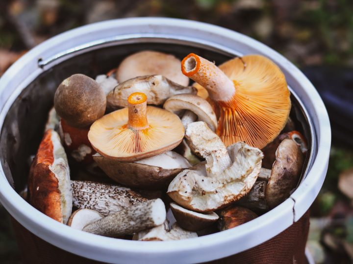 Mantar ve Yabani Bitki Toplamanın (Foraging) Sağlığa Faydaları