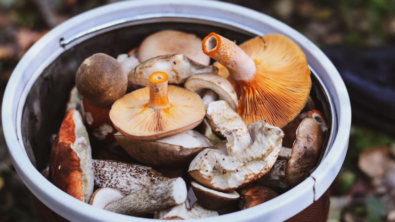 Mantar ve Yabani Bitki Toplamanın (Foraging) Sağlığa Faydaları