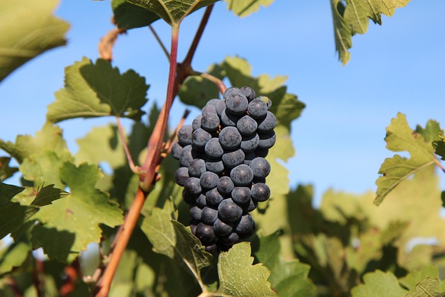 Merlot şarap üzümü çeşidi