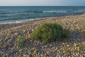 Kaya koruğu (deniz rezenesi)