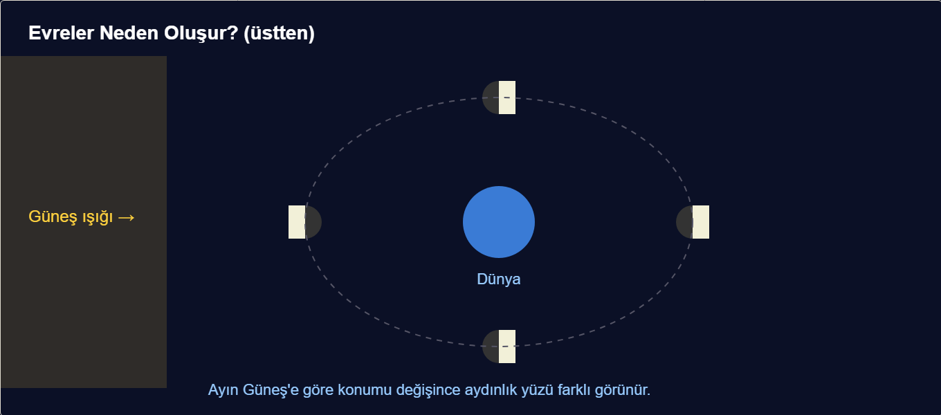 ayın evreleri maketi Çizim 2: Güneş-Dünya-Ay konumuna göre evrelerin oluşumu.