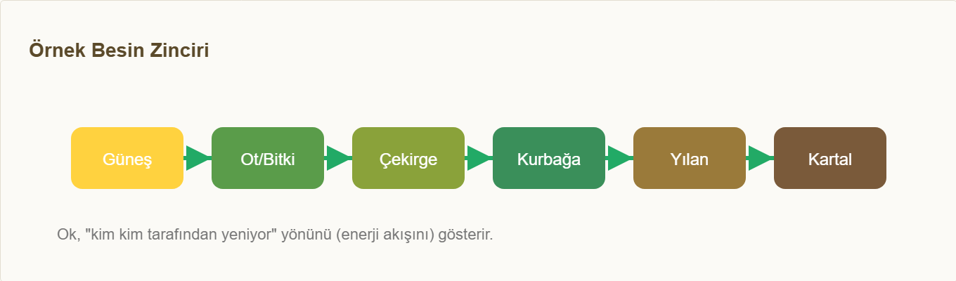 besin zinciri maketi Çizim 1: Güneş’ten tepe avcıya örnek besin zinciri.
