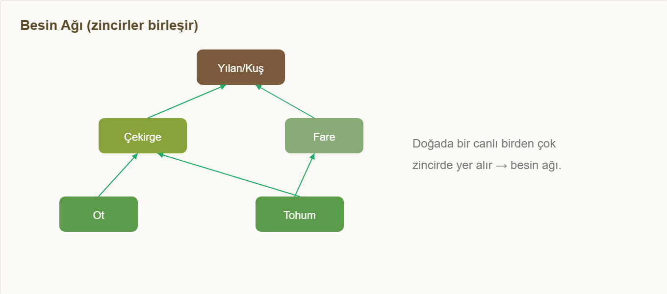 besin zinciri maketi Çizim 2: Zincirlerin birleşmesiyle oluşan besin ağı.