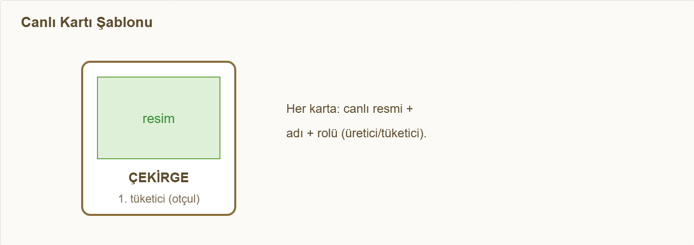 besin zinciri maketi Detay 1: Canlı kartı şablonu (resim + ad + rol).