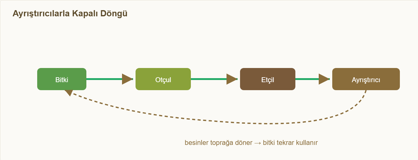 besin zinciri maketi Detay 3: Ayrıştırıcılarla tamamlanan kapalı döngü.
