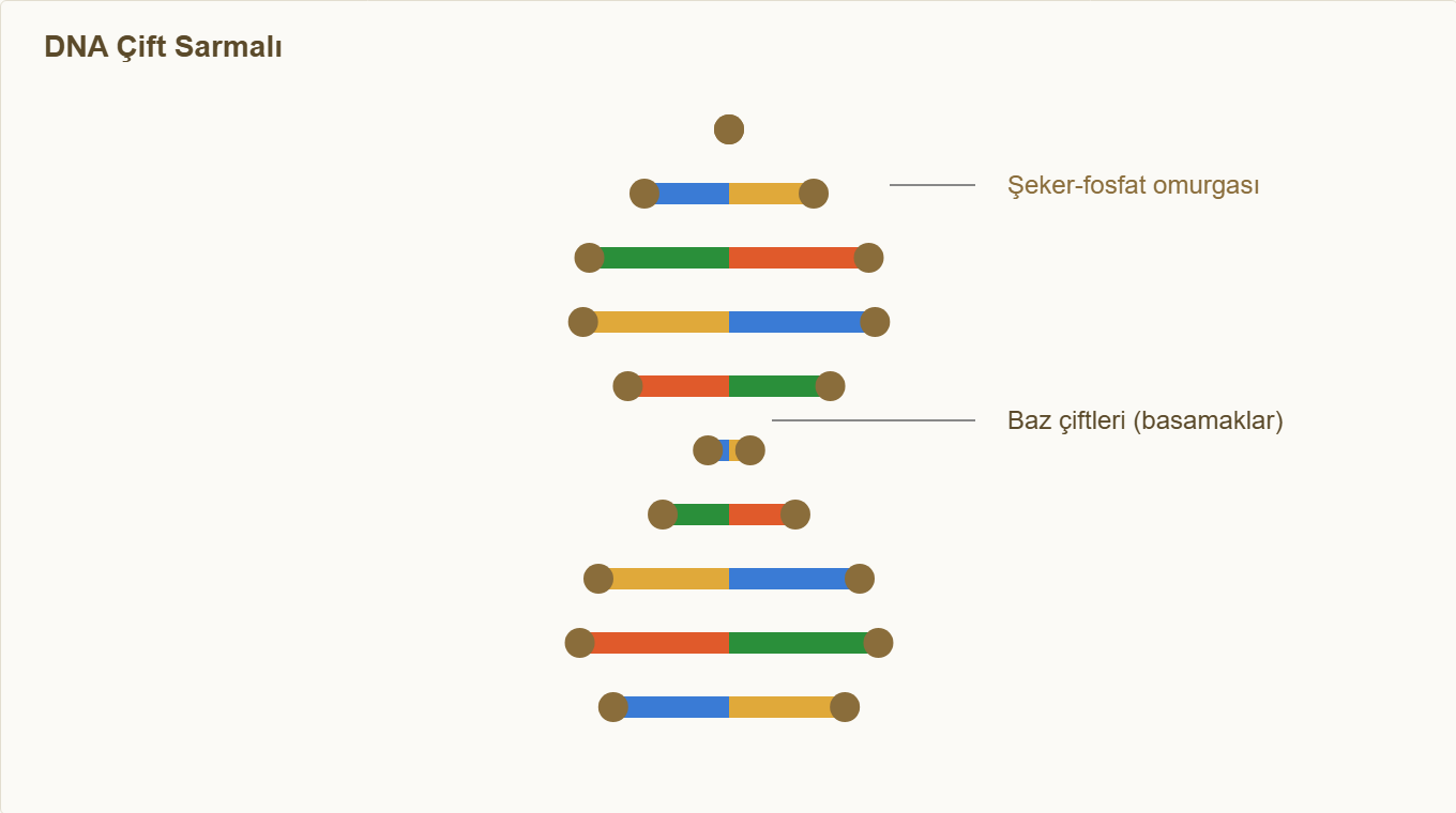 dna maketi Çizim 1: DNA çift sarmalı — omurga ve baz çiftleri.