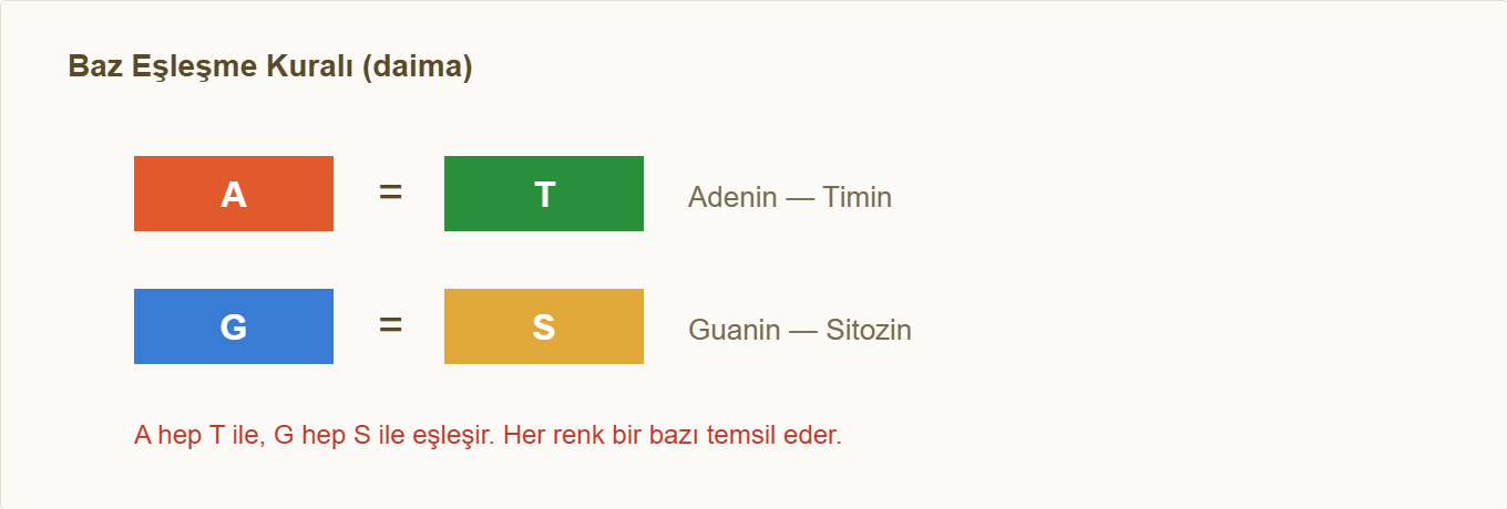 dna maketi Çizim 2: A-T ve G-S baz eşleşme kuralı ve renk kodu.