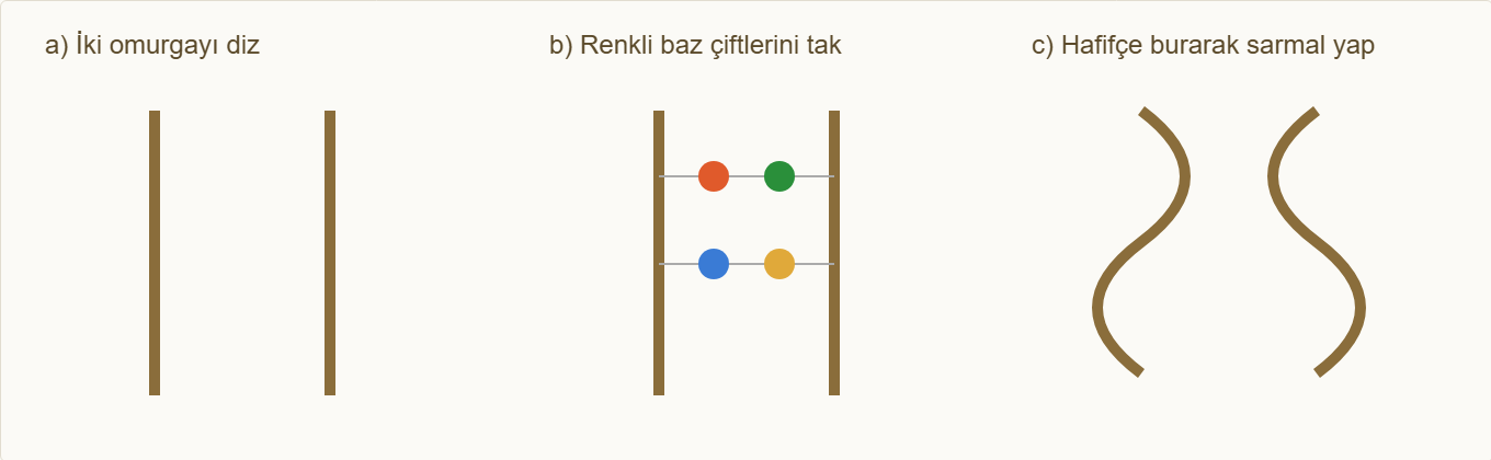 dna maketi Çizim 4: Omurga, baz çiftleri ve sarmal burma adımları.