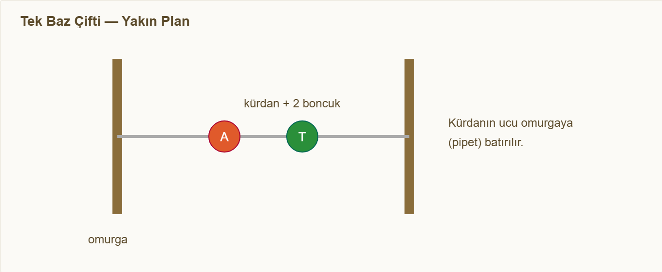 dna maketi Detay 1: Tek baz çiftinin omurgaya bağlanması (yakın plan).