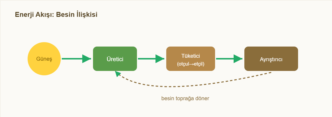 ekosistem maketi Çizim 2: Güneş→üretici→tüketici→ayrıştırıcı enerji akışı.