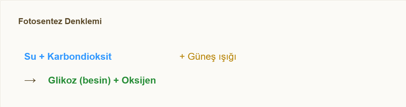 fotosentez maketi Çizim 2: Su + karbondioksit + ışık → glikoz + oksijen.