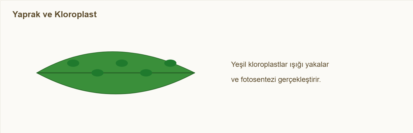 fotosentez maketi Çizim 3: Yaprak ve ışığı yakalayan kloroplastlar.