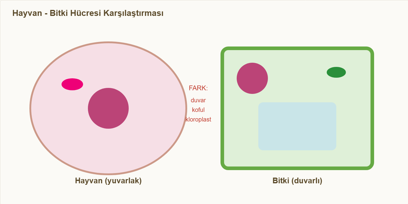 hücre maketi Detay 2: Hayvan ve bitki hücresinin karşılaştırması.