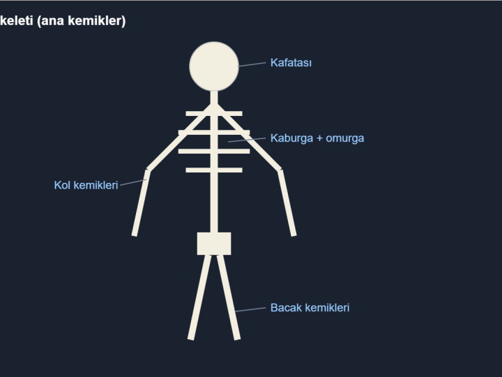 İskelet ve Kas Maketi Nasıl Yapılır? Oynar Eklemli