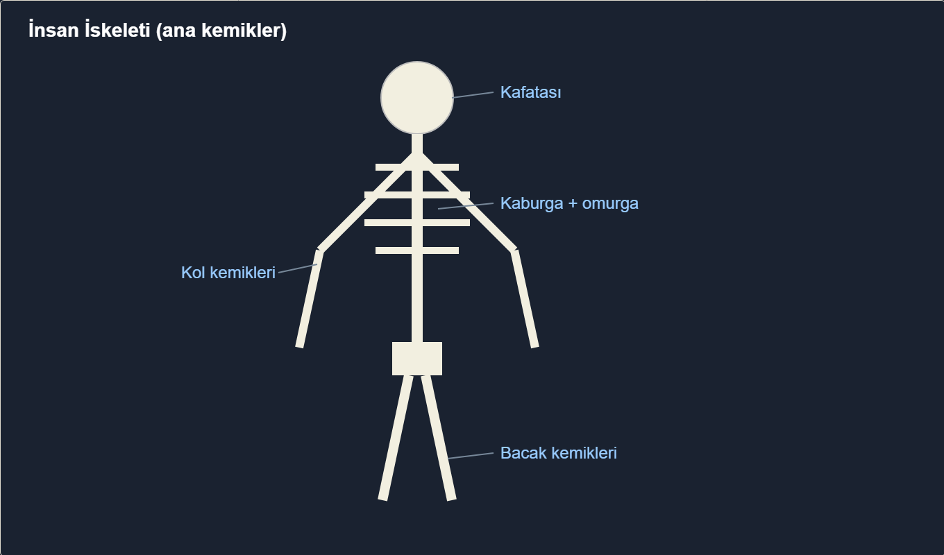 iskelet kas maketi Çizim 1: İskeletin ana kemikleri.