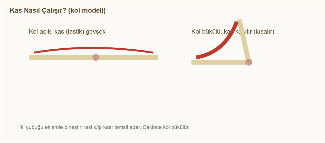 iskelet kas maketi Çizim 2: Kol modelinde kasın kasılıp kolu bükmesi.