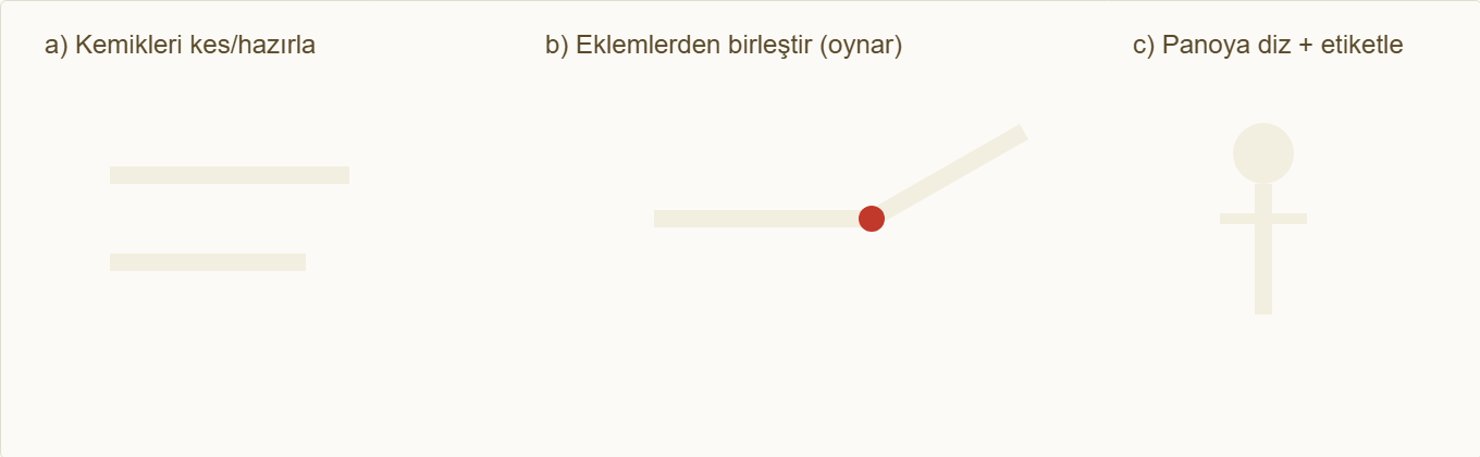 iskelet kas maketi Çizim 4: Kemik hazırlama, eklemle birleştirme ve dizme adımları.