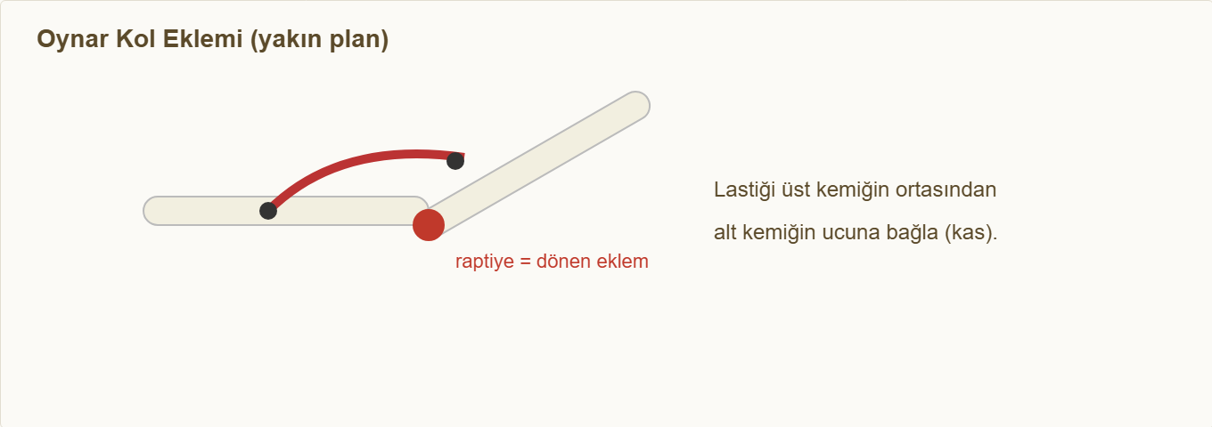 iskelet kas maketi Detay 1: Oynar kol ekleminde raptiye pivot ve kas (lastik) bağlama.