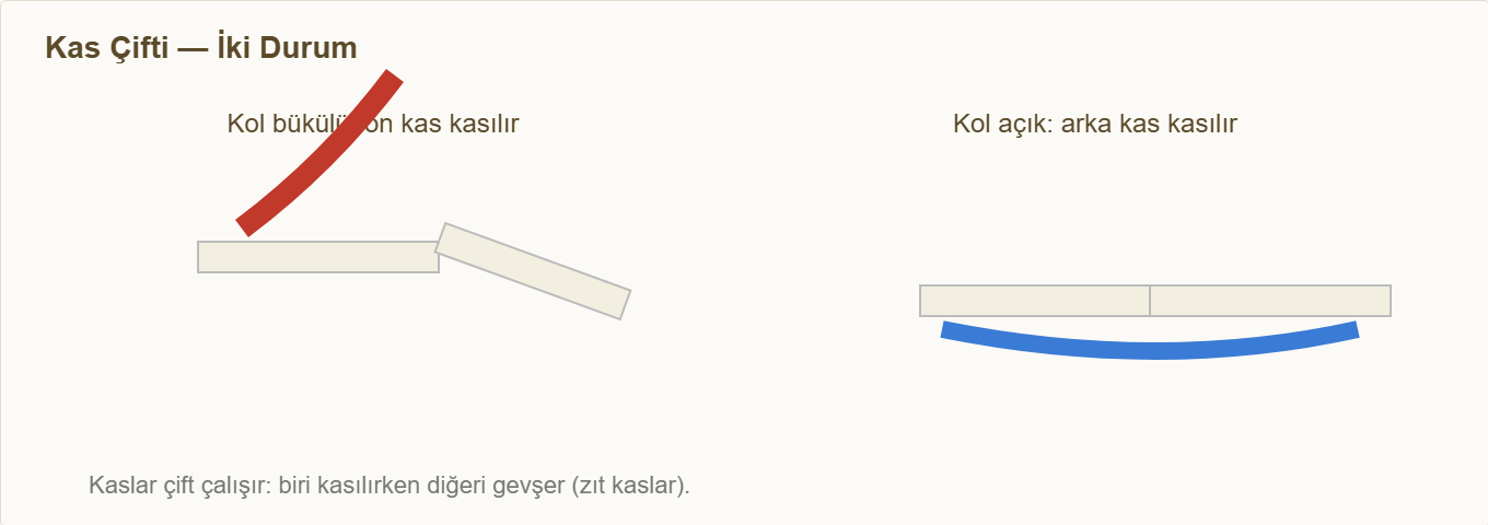 iskelet kas maketi Detay 2: Zıt kas çiftinin iki durumda çalışması.