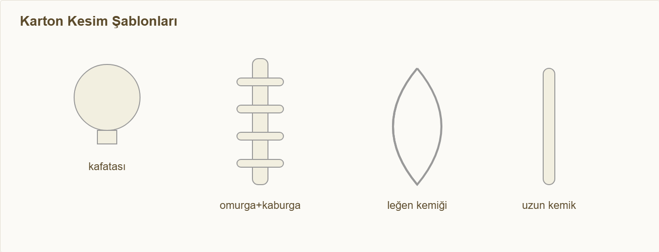 iskelet kas maketi Detay 3: Kafatası, omurga-kaburga, leğen ve uzun kemik kesim şablonu.
