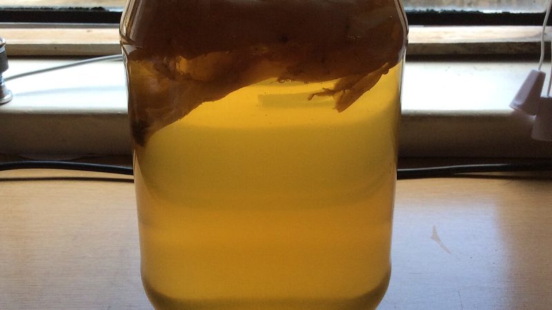 Sıfırdan Kombucha Demlemek