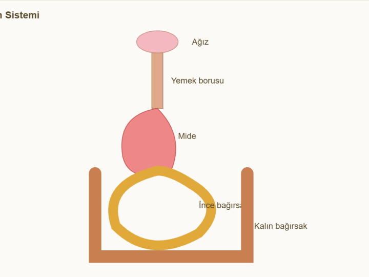 Sindirim Sistemi Maketi Nasıl Yapılır? Organ Yolu Modeli