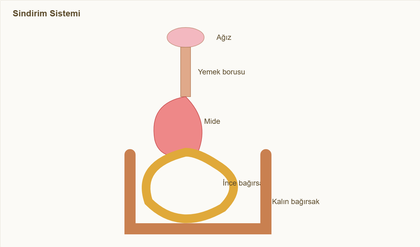 sindirim sistemi maketi Çizim 1: Sindirim sistemi — ağız, yemek borusu, mide, bağırsaklar.