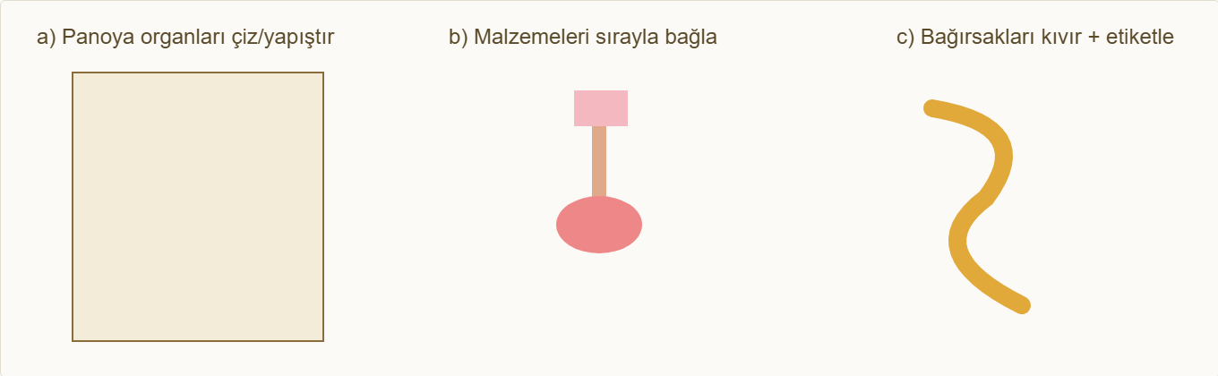 sindirim sistemi maketi Çizim 4: Pano, organ bağlama ve etiketleme adımları.
