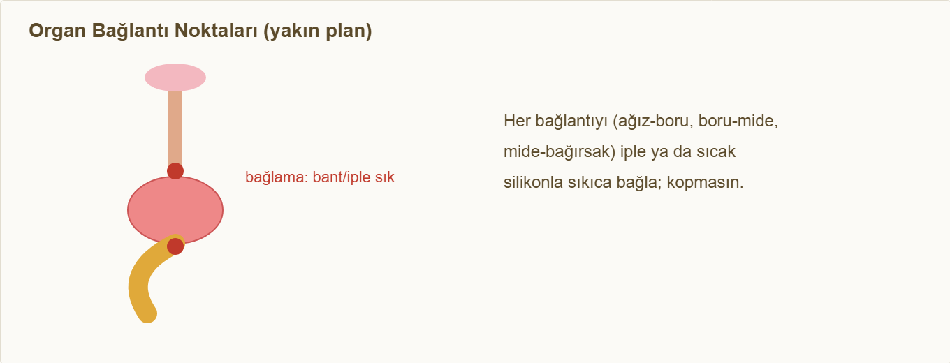sindirim sistemi maketi Detay 1: Organların birbirine bağlanma noktaları.