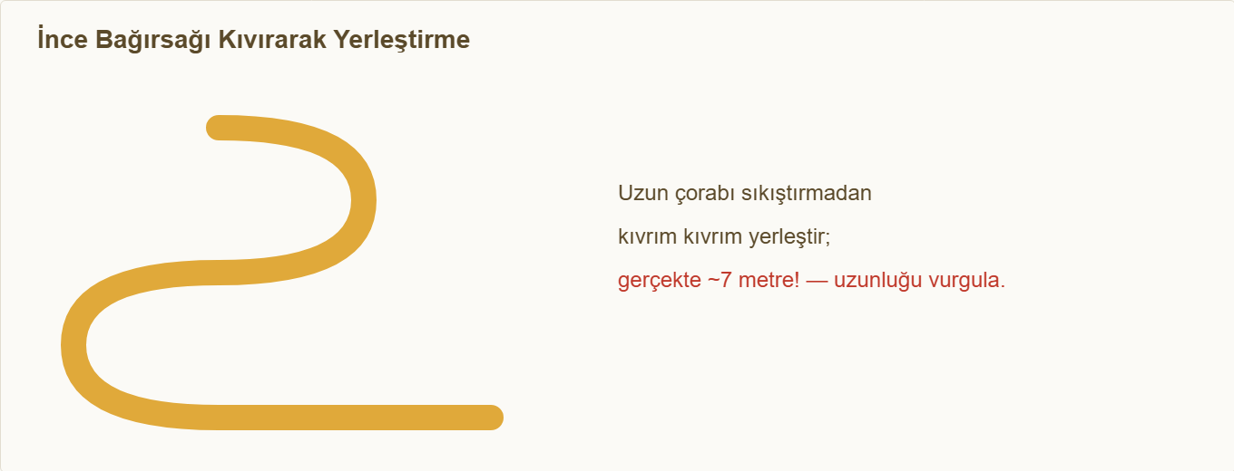 sindirim sistemi maketi Detay 2: İnce bağırsağın kıvrılarak yerleştirilmesi.