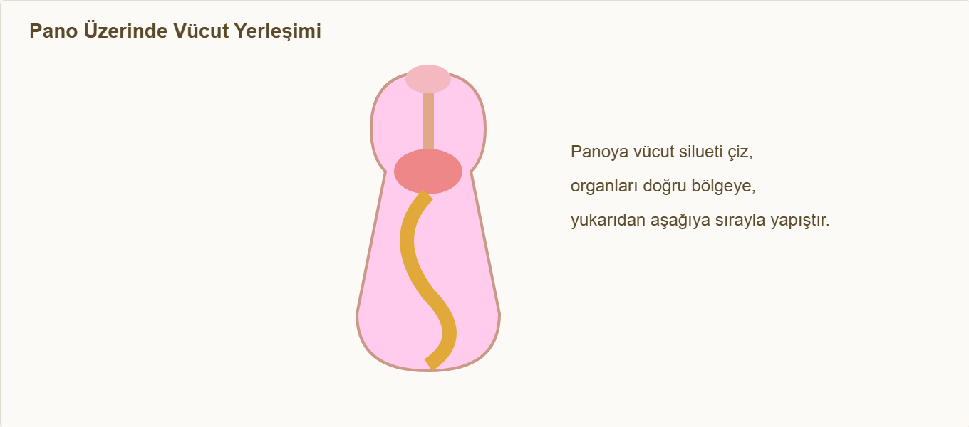 sindirim sistemi maketi Detay 3: Pano üzerinde vücut silueti ve organ yerleşimi.