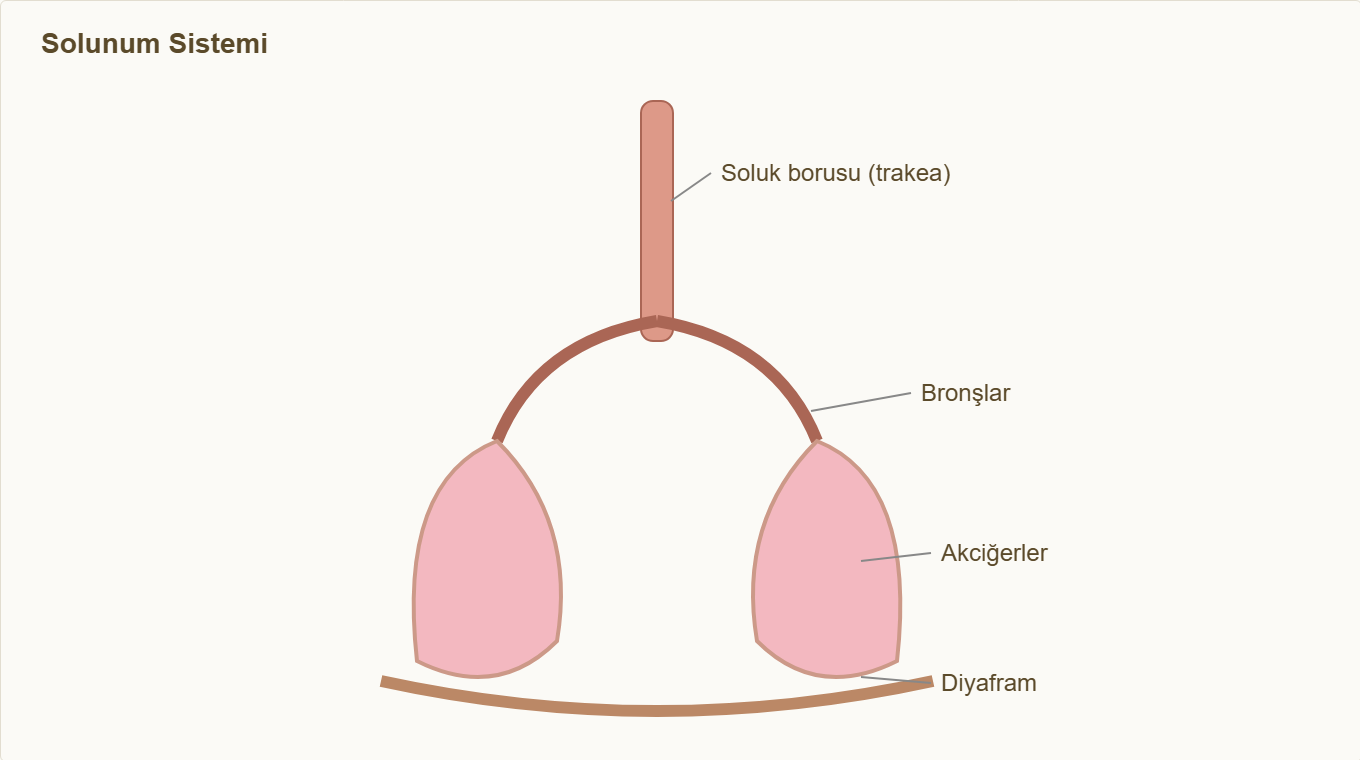 solunum sistemi maketi Çizim 1: Solunum sistemi — soluk borusu, bronşlar, akciğerler, diyafram.