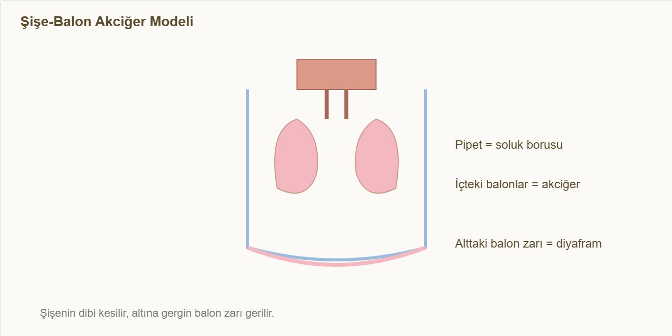 solunum sistemi maketi Çizim 2: Şişe-balon akciğer modelinin parçaları.