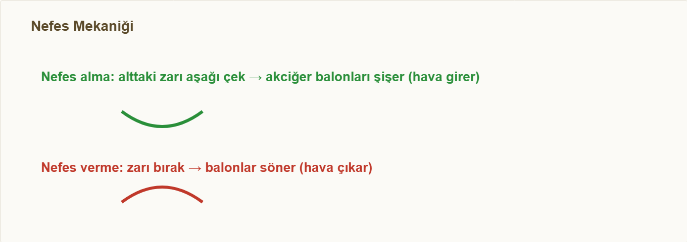 solunum sistemi maketi Çizim 3: Diyafram hareketi ile nefes alma ve verme.
